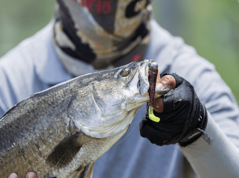 Barramundi image