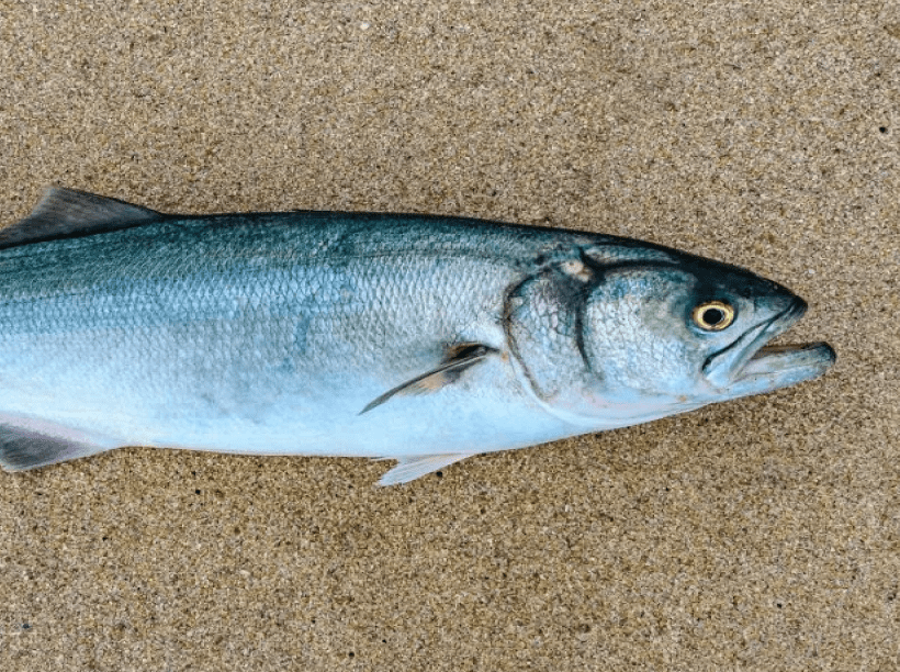 Bluefish image