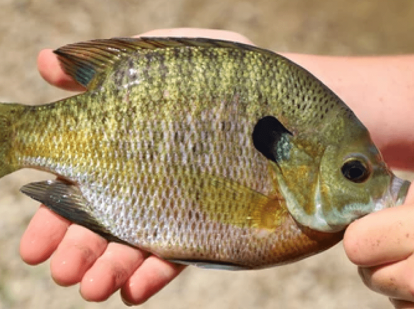 Bluegill image