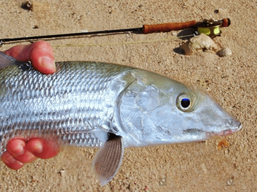 Bonefish image