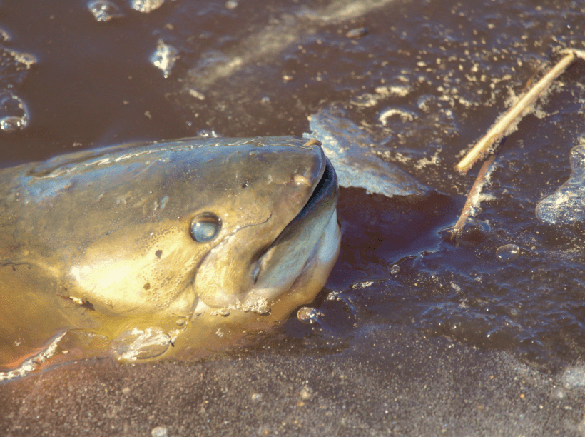 Bowfin image