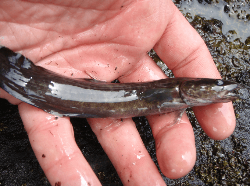 Burbot image