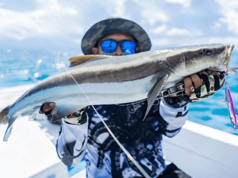 Cobia image