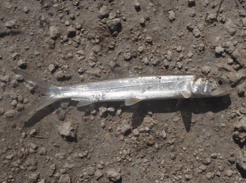 Ladyfish image