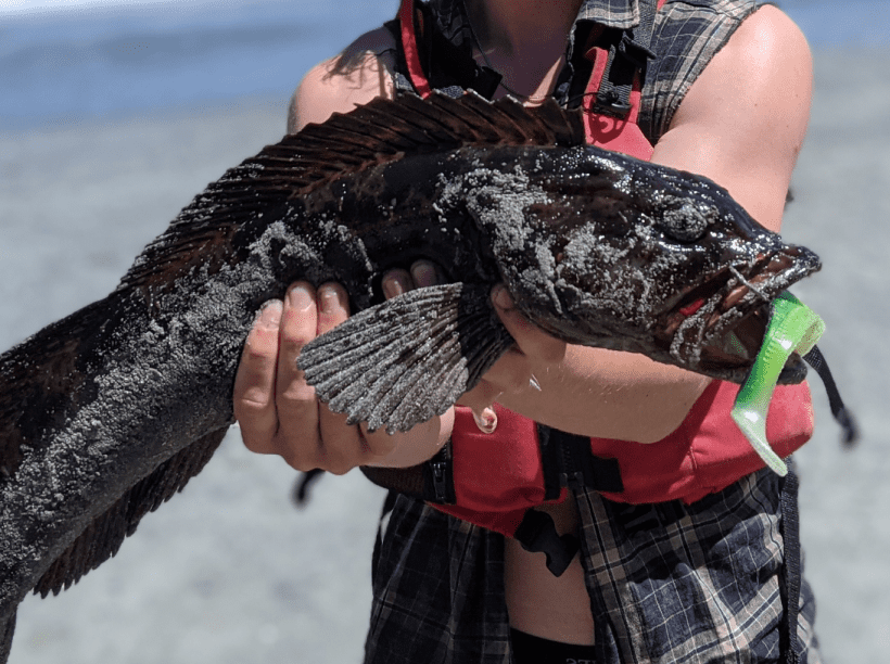 Lingcod image