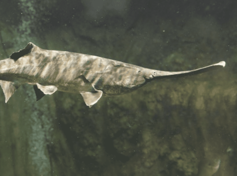 Paddlefish image