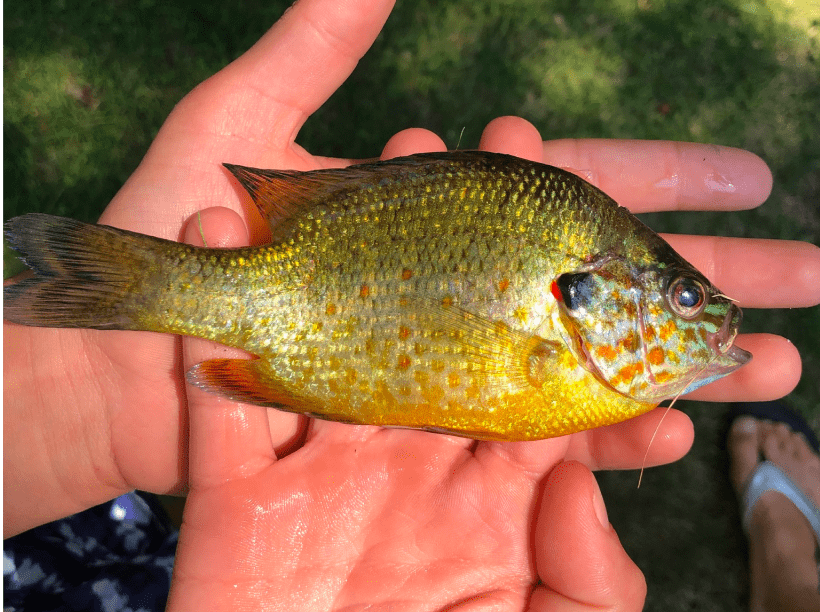 Pumpkinseed image