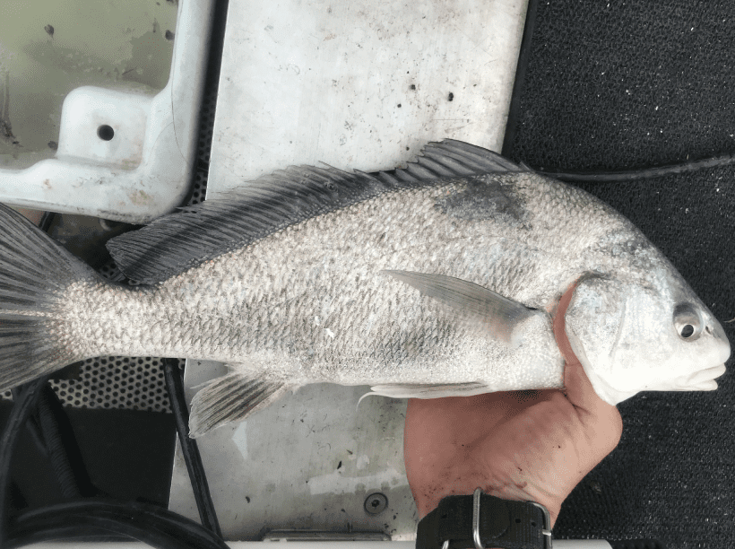 Sheepshead image