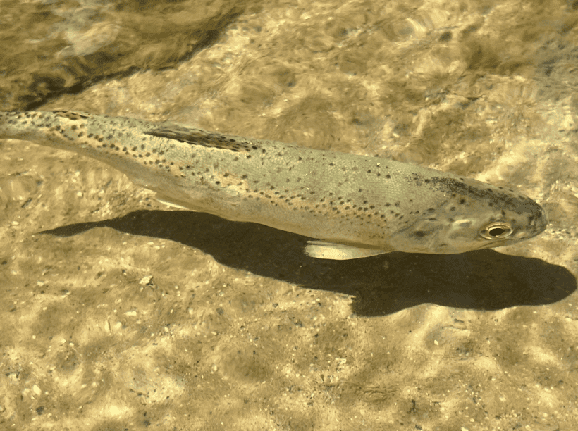 Steelhead image