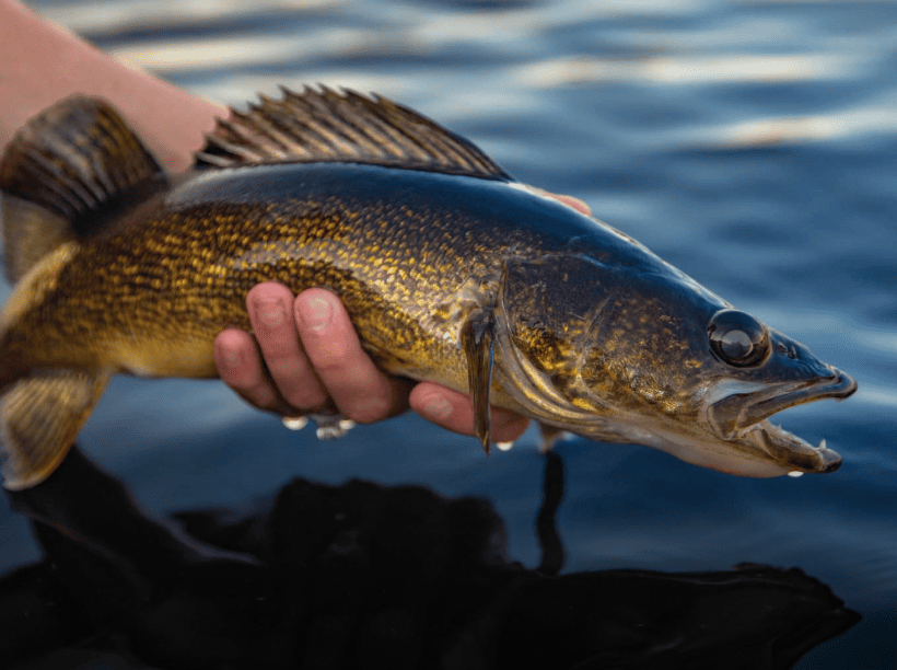 Walleye image