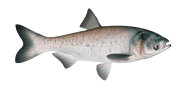 Bighead Carp image