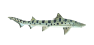 Leopard Shark image