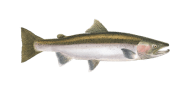 Steelhead image