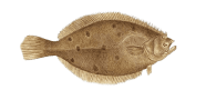 Summer Flounder image