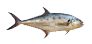 Talang Queenfish image