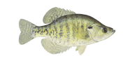 White Crappie image