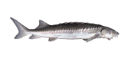 White Sturgeon image