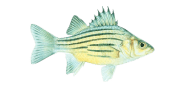 Yellow Bass image