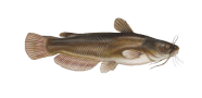 Yellow Bullhead image