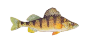 Yellow Perch image