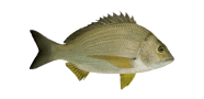 Yellowfin Bream image