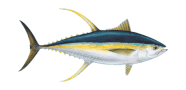 Yellowfin Tuna image