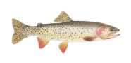 Yellowstone Cutthroat Trout image