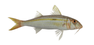 Yellowstripe Goatfish image