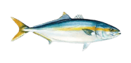 Yellowtail Amberjack image