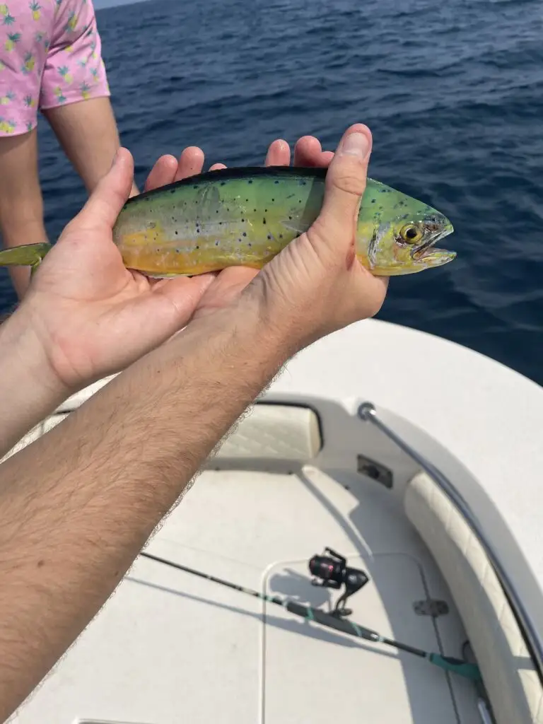 Mahi Mahi fishing in Florida