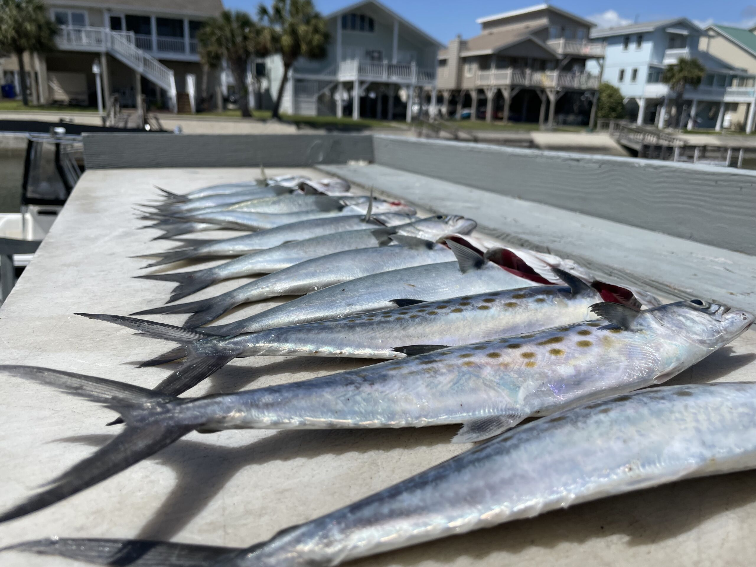 Florida Fishing Seasons: A Guide to the Best Time to Catch Fish in