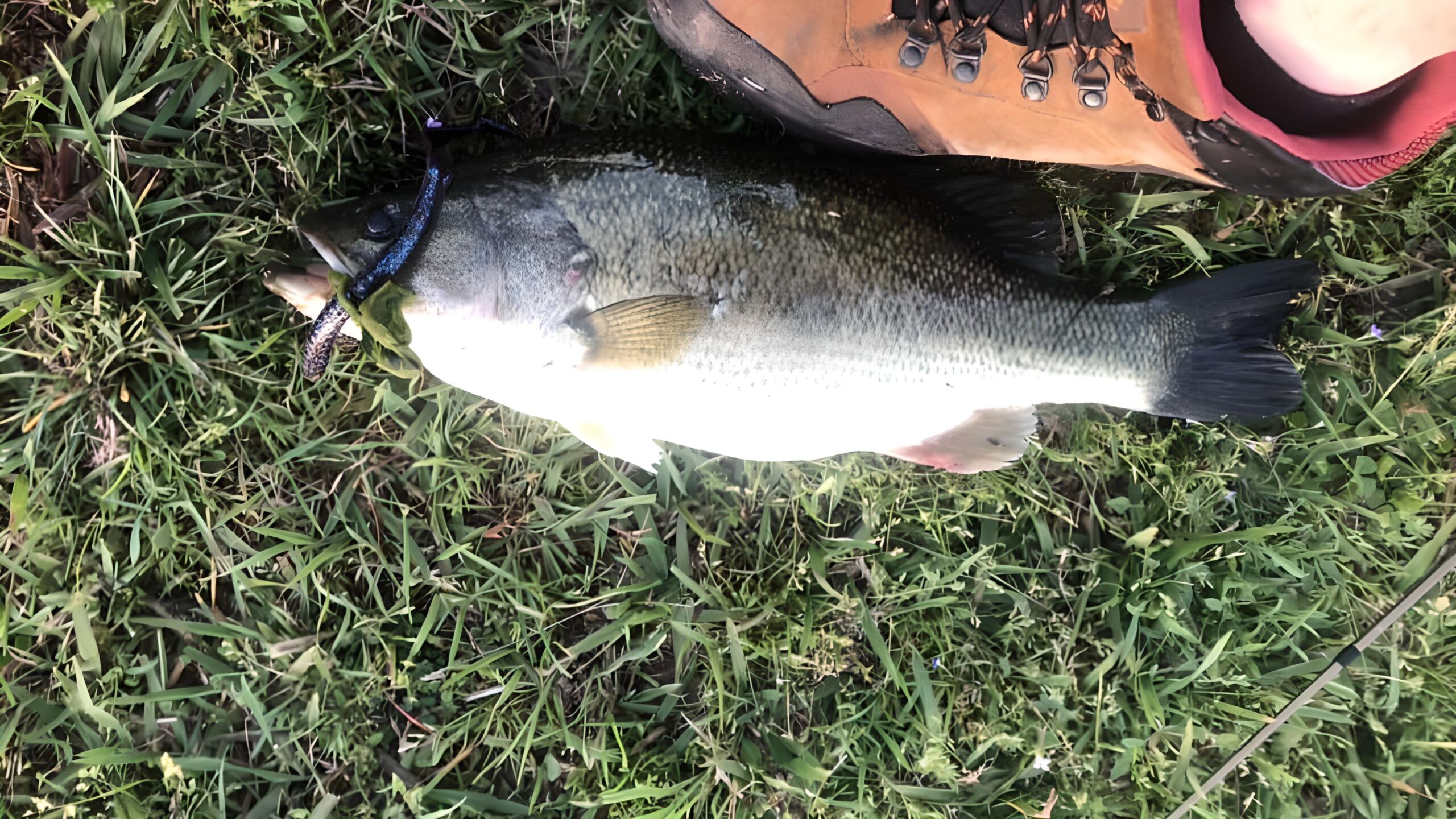 Fly Fishing for Largemouth Bass - Northern Michigan - Current Works Guide  Service