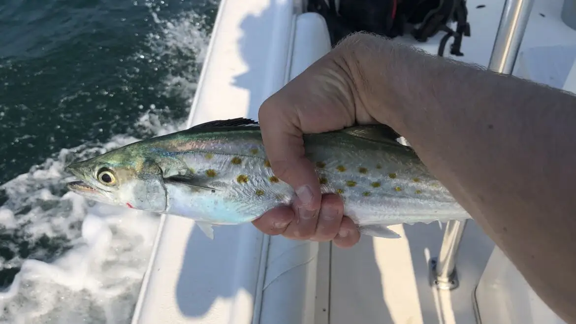 Expert Tips and Tricks for Catching More and Bigger Spanish Mackerel