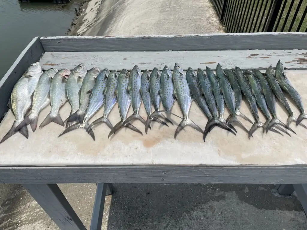 Expert Tips and Tricks for Catching More and Bigger Spanish Mackerel