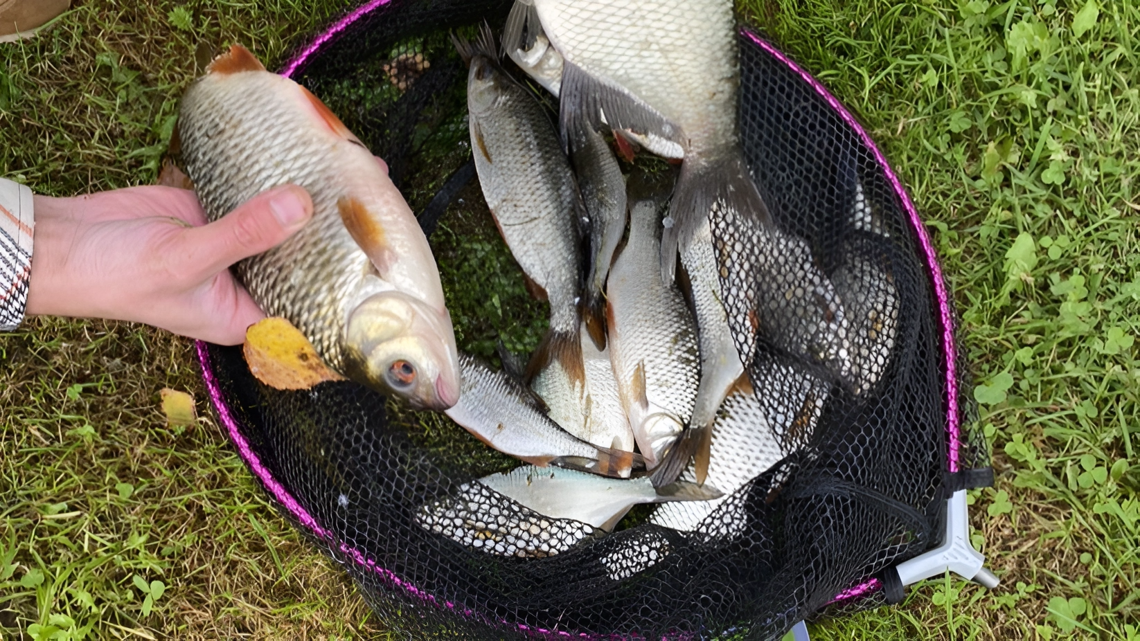 Fishing Season in Michigan: When to Catch Walleye, Bass, Trout