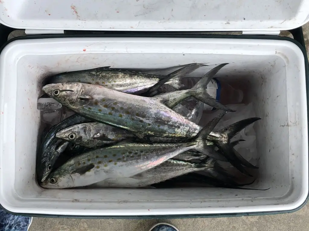 Want to catch more Spanish mackerel? Take this Charleston guide's advice