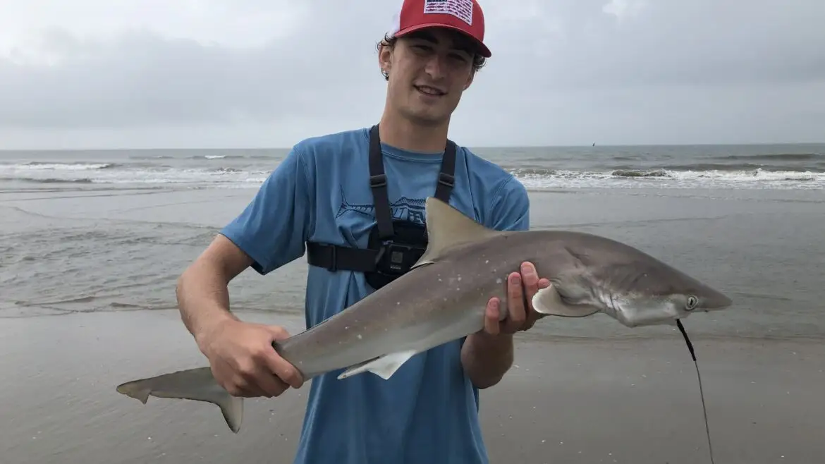 How to Catch Sharks Fishing from the Beach with tips and tricks 