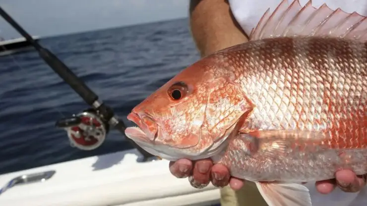 Your Comprehensive Guide to Red Snapper Seasons