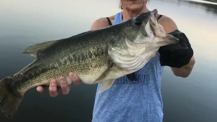 When Do Bass Spawn: A Comprehensive Guide to Bass Spawning Season