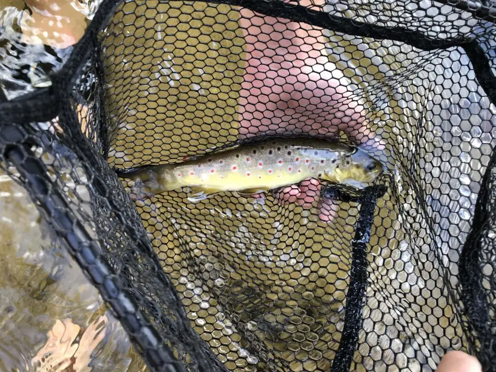 How to trout fish in a river