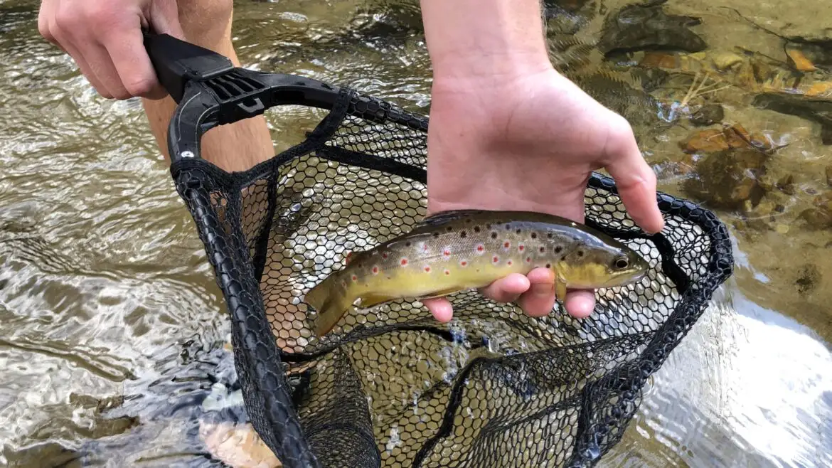 How to Fish for Trout in a River: Proven Tips and Techniques