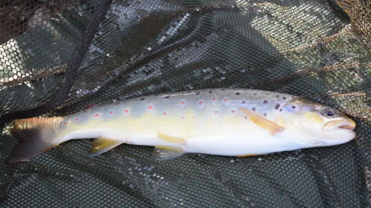 Best Bait for Trout: A Complete Guide