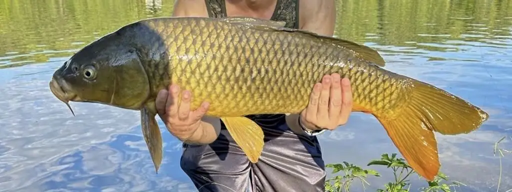 Caught carp