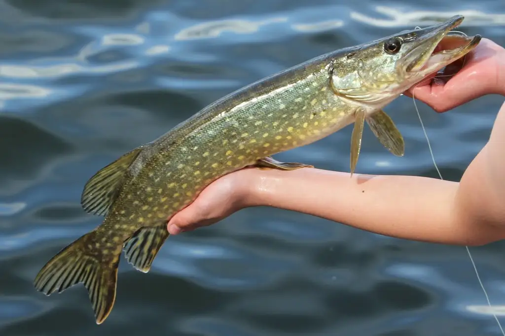 Catching northern pike