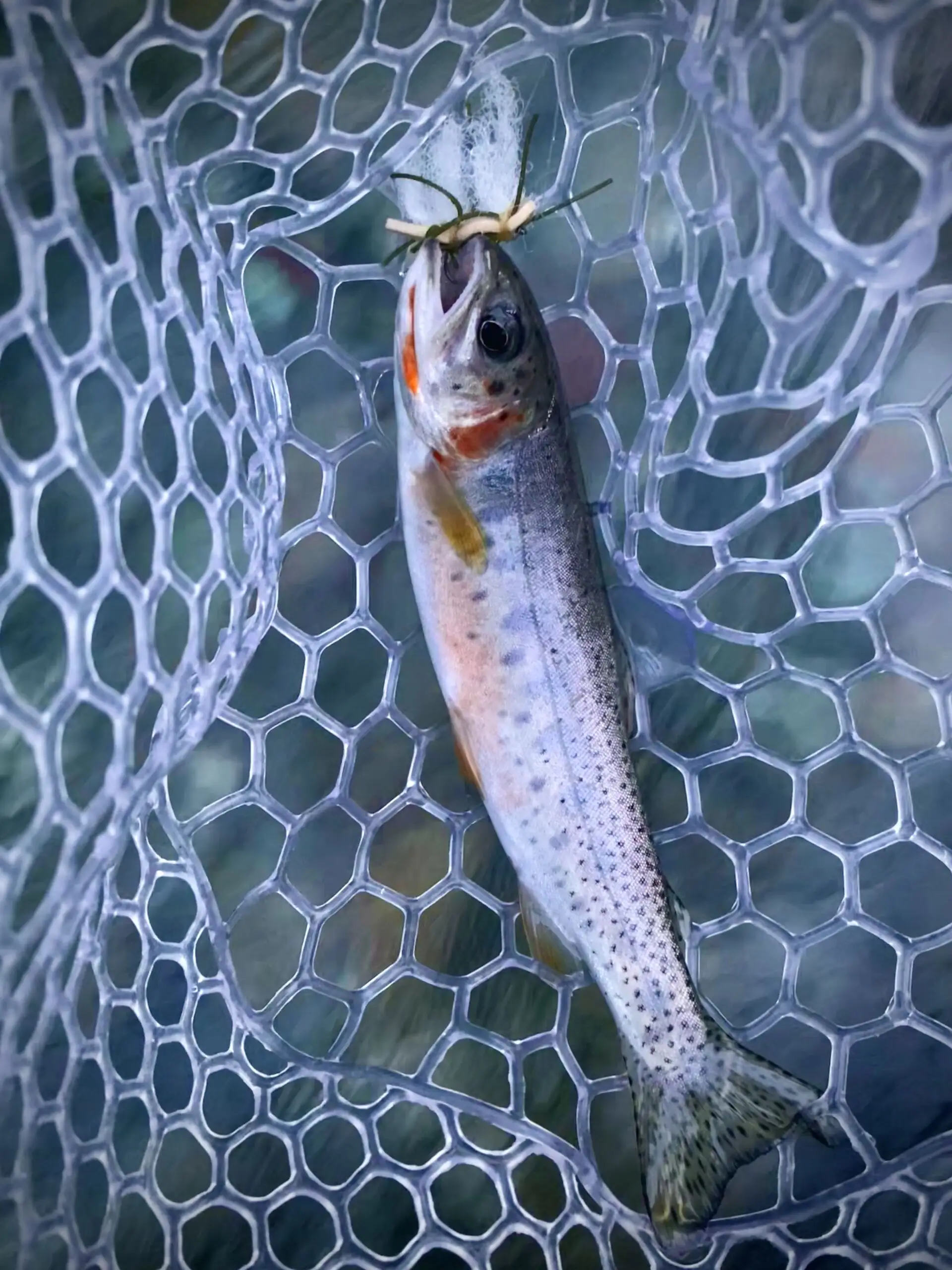 Rainbow trout fishing setup