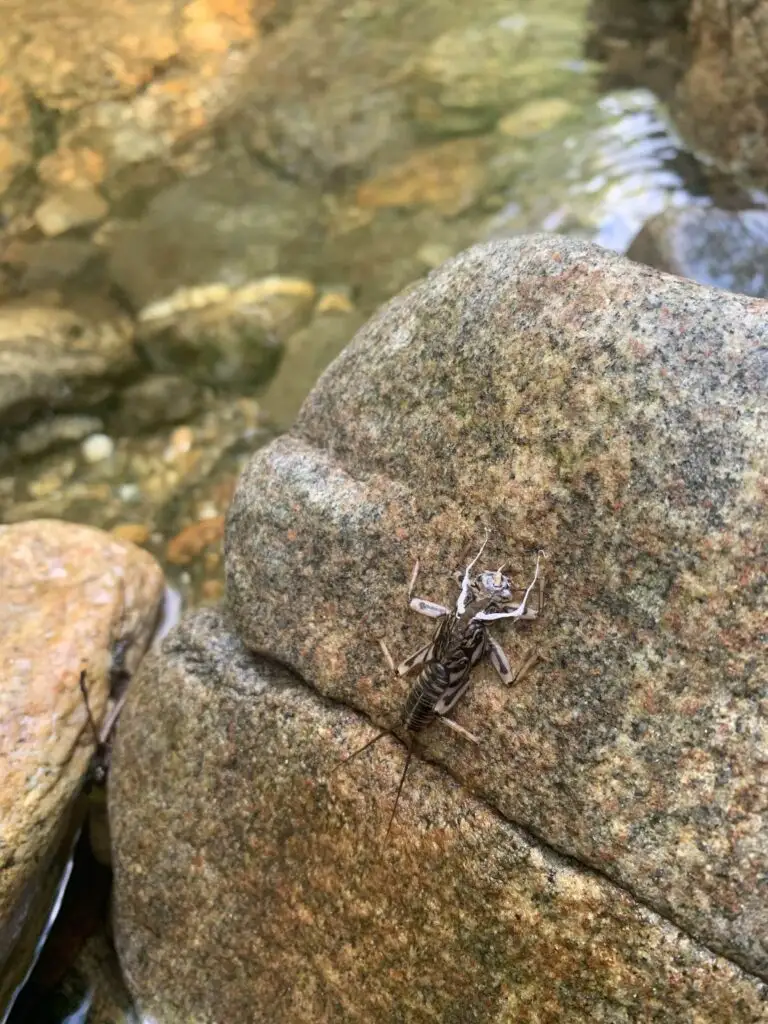 Trout fishing bait setup