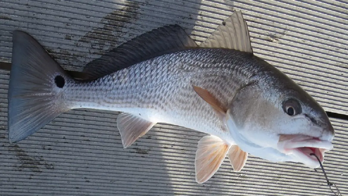 Florida Redfish Seasons and Regulations: A Comprehensive Guide