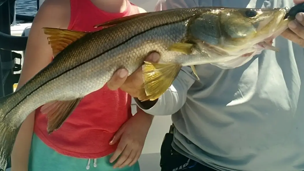 Florida Snook Season: Everything You Need to Know