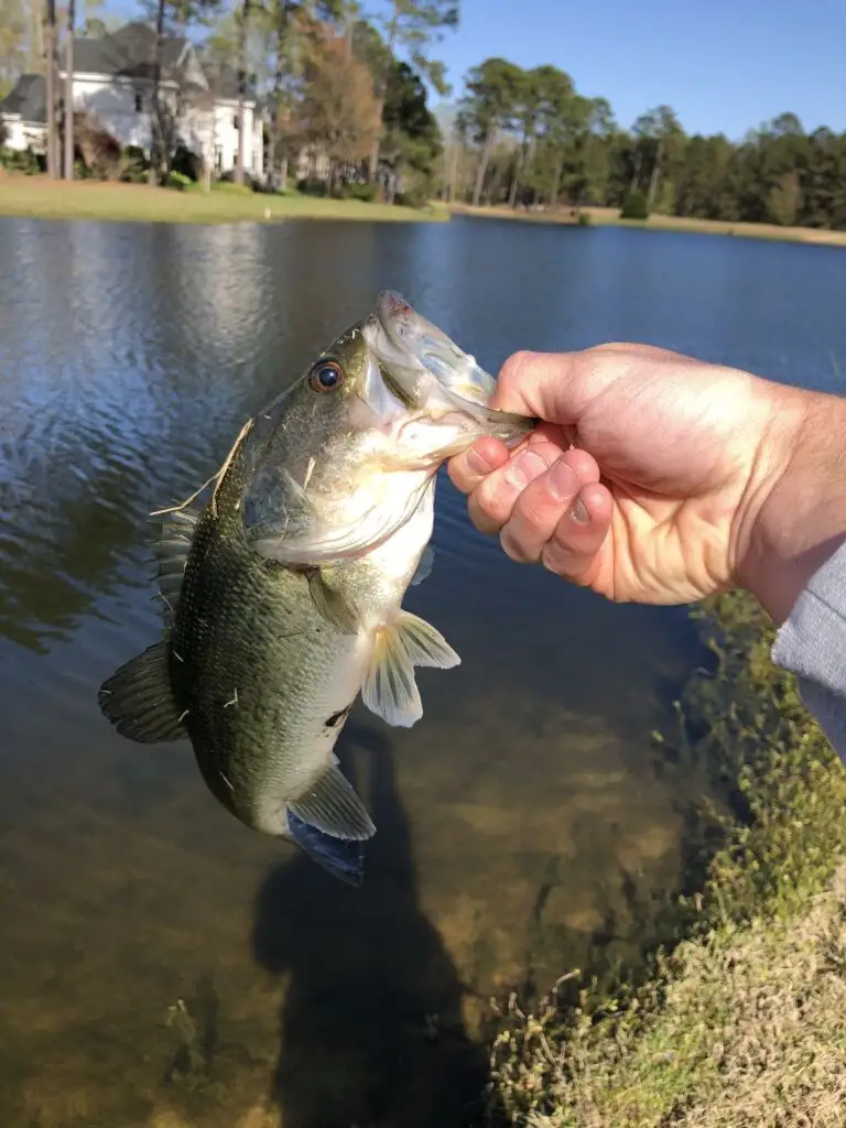 Fisherman holds largemouth brass in his hand